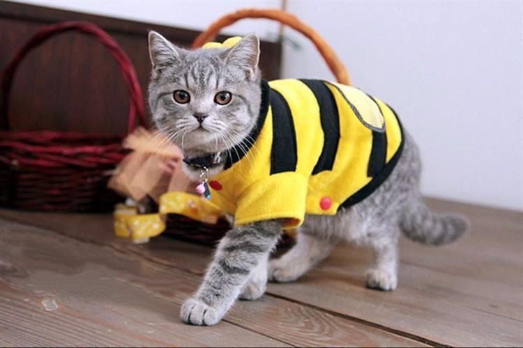 Bieklær Til Katten Din
