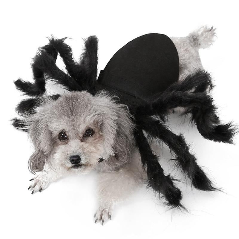 Halloween-kostyme For Edderkoppdyr